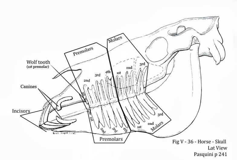 anatomy of horse teeth